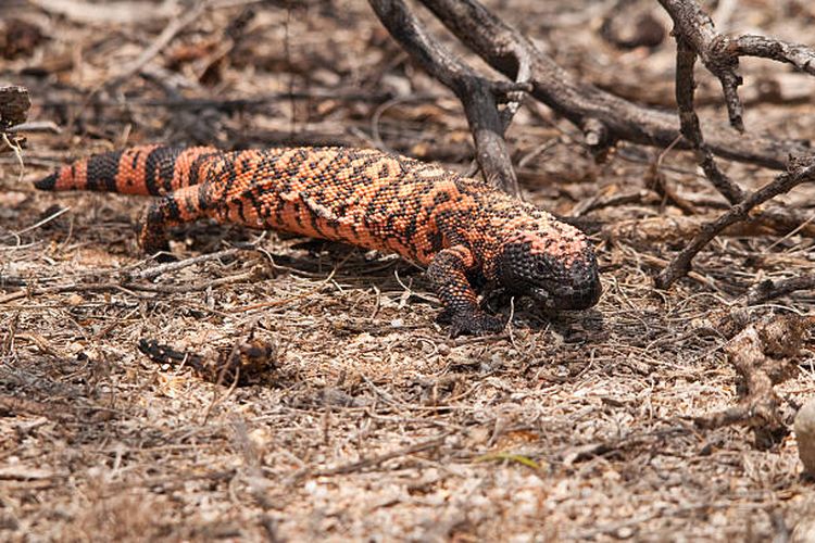 Gila monster (Heloderma suspectum), spesies kadal paling berbahaya di dunia.