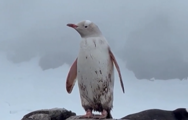Penguin Putih Langka Terlihat di Antartika, Jenis Apakah Itu?