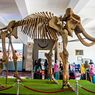 Museum Geologi Bandung: Lokasi, Jam Buka, dan Harga Tiket Masuk