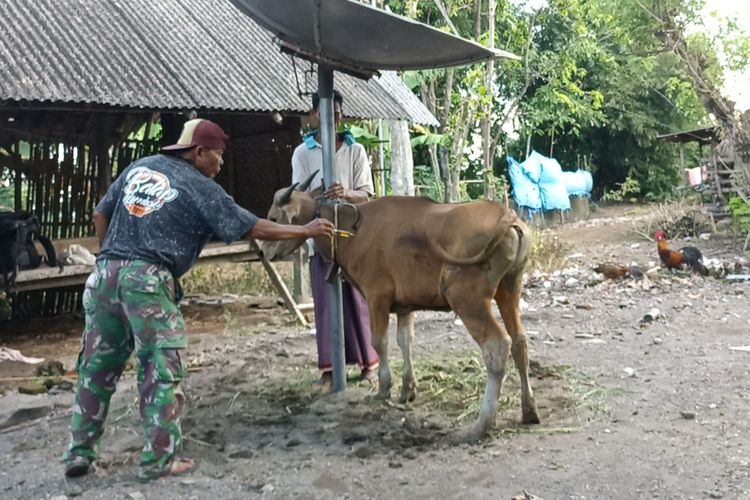 Petugas kesehatan hewan saat memeriksa sapi salah satu warga di Desa Ungga Lombok Tengah