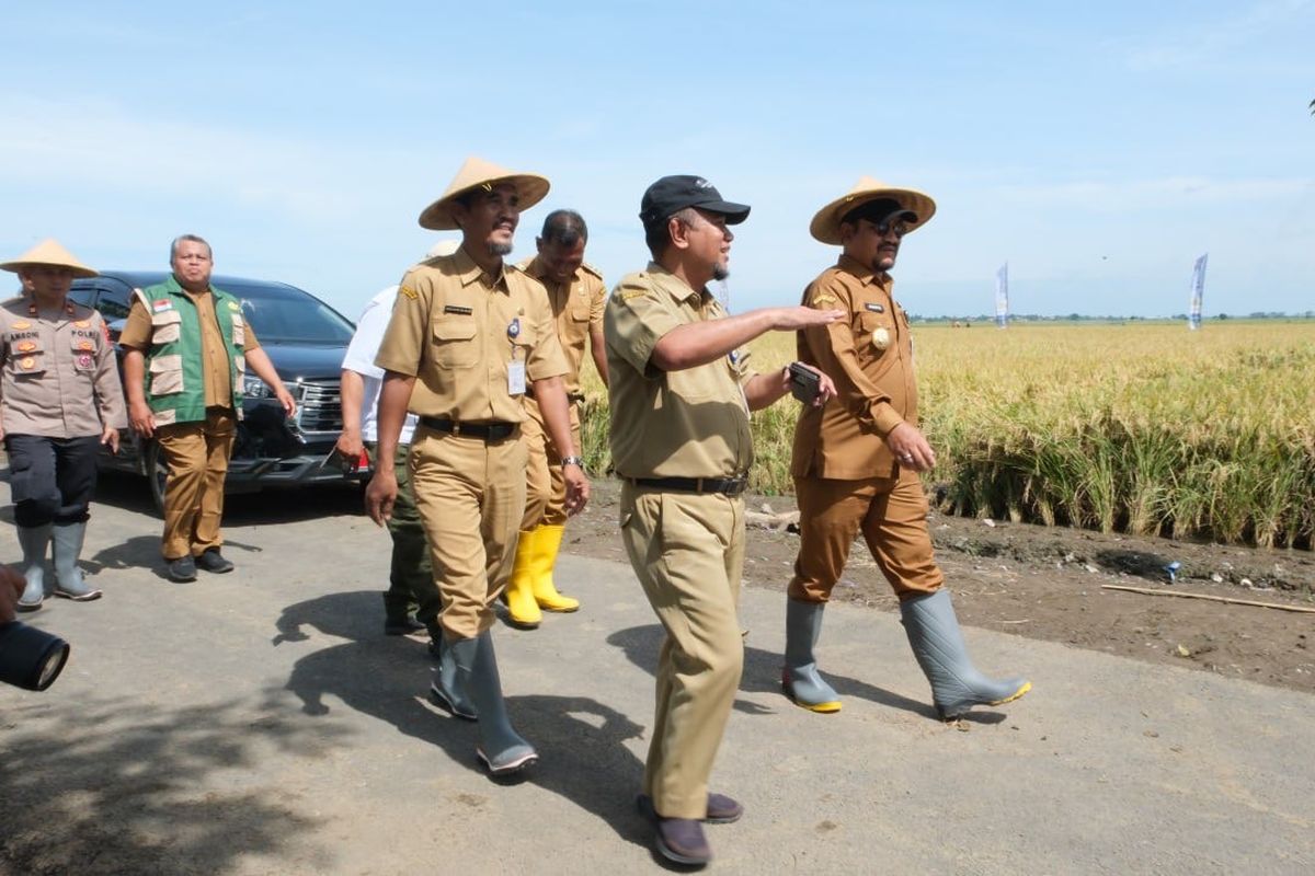 Bupati Pemalang Anom Widiyantoro dalam kegiatan panen padi super genjah varitas M70D di lahan persawahan milik Poktan Tani Bakti Desa Pegundan, Kecamatan Petarukan, Senin (24/11/2025).