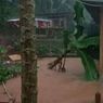 Banjir Bandang dan Longsor Melanda Cilacap, Ratusan KK Terdampak