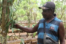 Vanili, Tambang Emas Hijau di Sota Merauke Papua