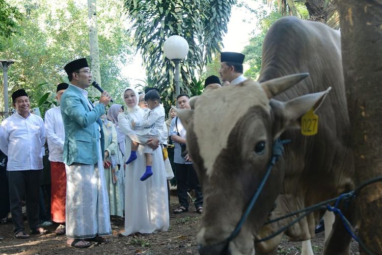 Gubernur Jawa Barat (Jabar) Ridwan Kamil saat meninjau proses pemotongan hewan kurban di Masjid Salman ITB, Jalan Ganeca, Kota Bandung, Kamis (29/6/2023).  
