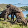 Anggota Komisi IV: Pembangunan Kawasan Wisata TN Komodo Tidak Diperlukan