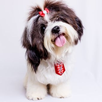 Ilustrasi ras anjing Shih tzu