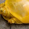 Langka, Kura-kura Berwarna Kuning Muncul di India