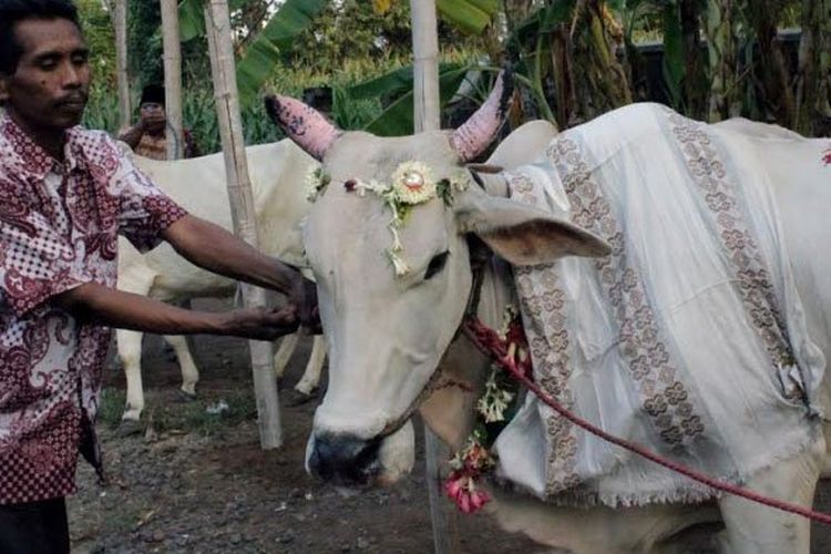 Seekor sapi  yang sudahdirias sebelum dipotong dalam peringatan Hari Raya Idul Adha sebagai bagian dari tradisi Manten Sapi di Pasuruan. 