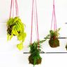 Membuat Kokedama, Seni Merangkai Tanaman Hias ala Jepang
