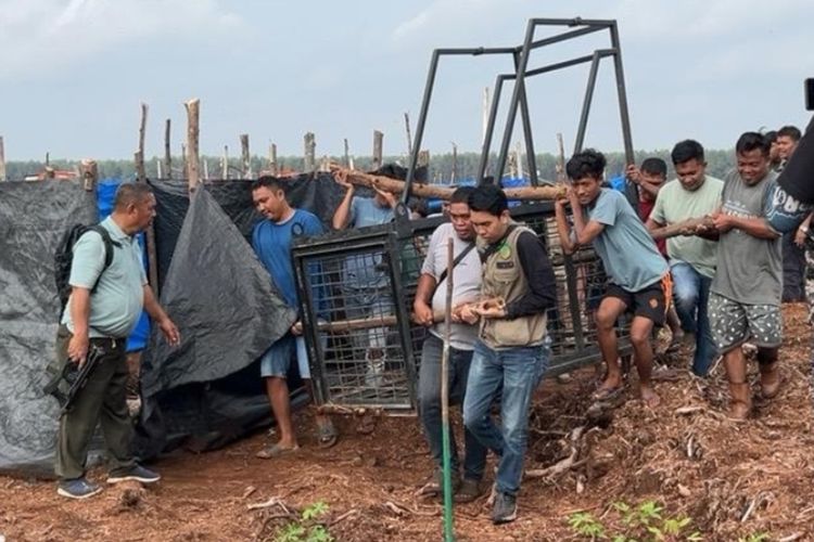 Buka Lahan HTI di Sarang Harimau Sumatera, 2 Orang Tewas Diterkam dalam Hitungan Hari di Pelalawan Riau
