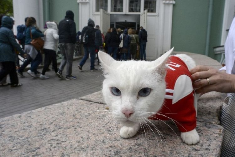 Achilles, salah satu kucing pemburu tikus di Museum State Hermitage, meramal hasil Piala Dunia, 7 Juni 2018. 