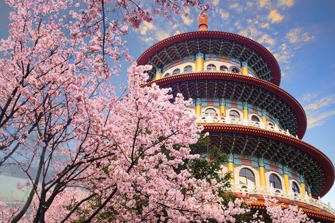 Kapan Sebaiknya Liburan ke Taiwan untuk Menyaksikan Bunga Sakura?
