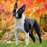 Mengenal Anjing Boston Terrier, dari Sejarah, Karakter, dan Perawatan