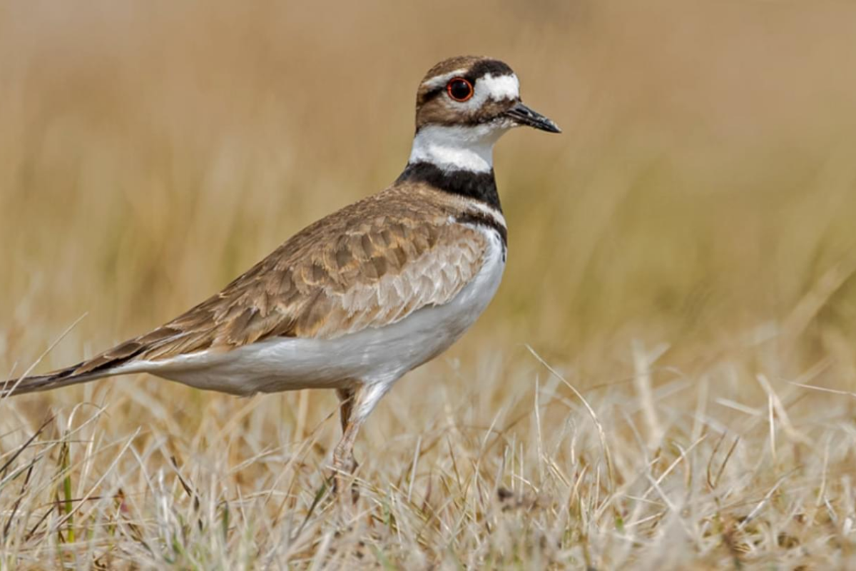 Ilustrasi killdeer, burung yang berpura-pura terluka untuk menghindari predator
