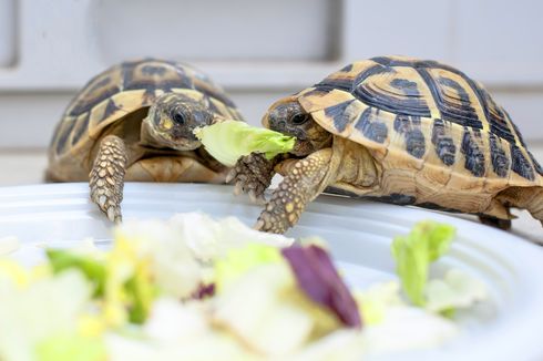 Ketahui, Ini Jenis Makanan Segar untuk Kura-kura