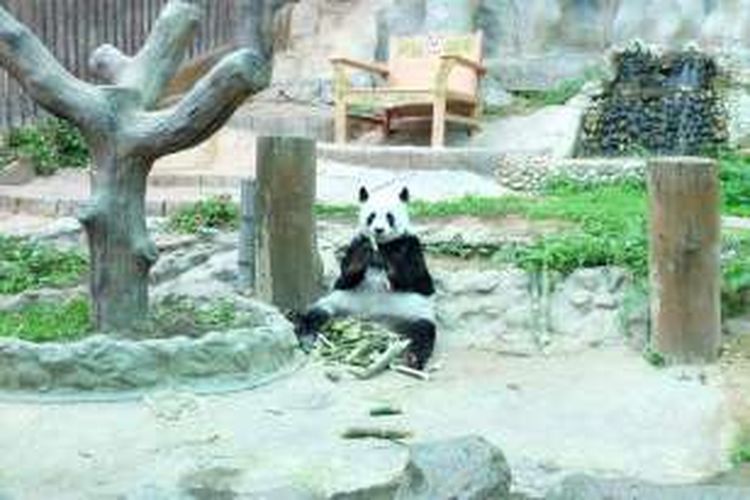 Panda di Chiang Mai Zoo, Thailand. 