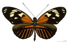 Kupu-kupu Unik Ini Berasal dari Dua Spesies Berbeda, Kok Bisa?