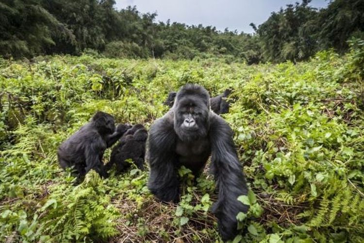 Populasi Gorila gunung (Gorilla beringei beringei) di alam liar saat ini hanya tinggal 1000 spesies.