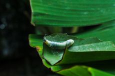 Cara Mengendalikan Ulat Pisang dengan Pestisida Nabati Daun Sirsak