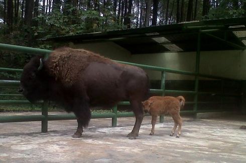 Anak Bison Amerika Lahir di Taman Safari II