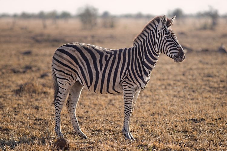 Foto : Mengapa Zebra Warnanya Belang Hitam-Putih? Ini Penjelasan Ilmiahnya