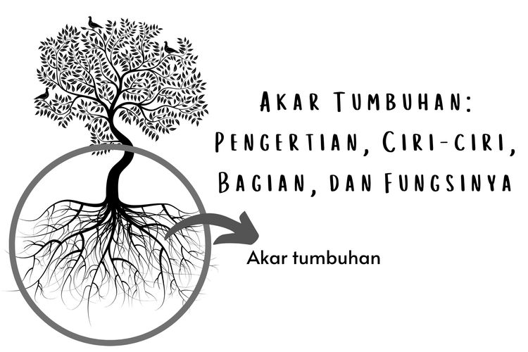 Ilustrasi akar tumbuhan