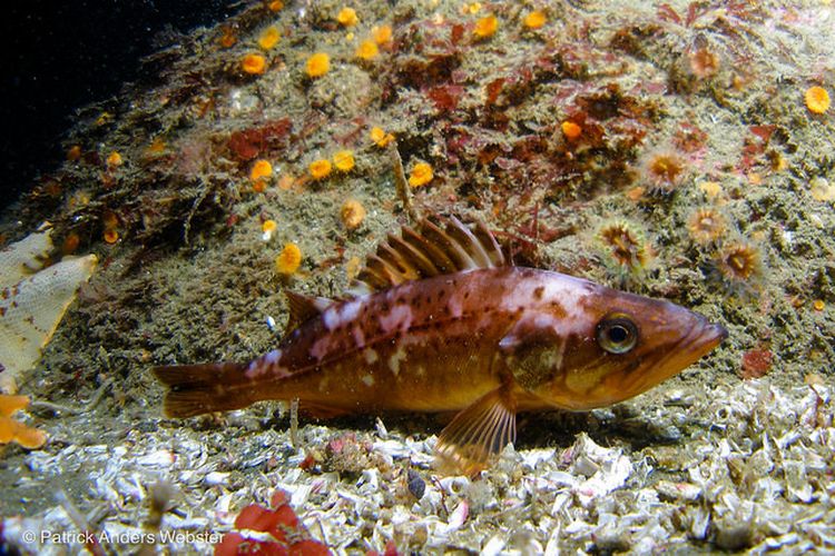 Bocaccio Rockfish. Salah satu spesies ikan karang yang memiliki penampilan fisik tidak menarik. Ikan berpenampilan jelek paling terancam punah.

