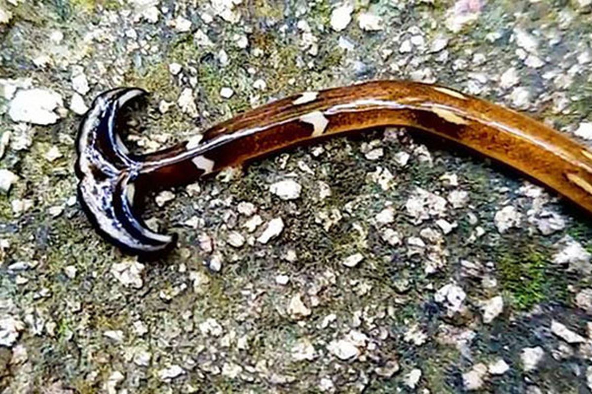 Cacing aneh dengan kepala berbentuk martil ini memiliki sebuah lubang di bagian bawah tubuh yang berfungsi sebagai mulut sekaligus anus.