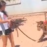 Gadis Cilik Jalan-jalan bareng Harimau Benggala, Mengaku Punya 2 di Rumah