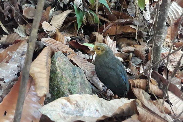 Seekor anak burung maleo yang baru muncul dari dalam tanah di kawasan hutan Taman Nasional Bogani Nani Wartabone. Burung maleo sangat bergantung pada panas bumi dan panasnya pasir pantai untuk berkembang biak.