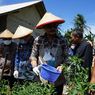 Mentan SYL Panen Perdana Cabai Hasil Integrated Farming Petani Milenial Lampung