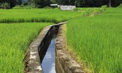 Alokasikan Dana Rp 70 Triliun, Kementan Genjot Serapan KUR di Daerah