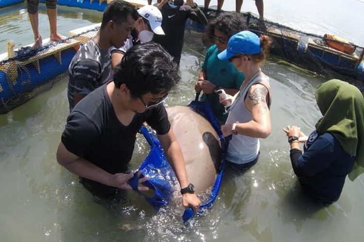 Tim Wildlife Rescue Unit (WRU) Seksi Konservasi Wilayah I ketapang bersama Webe Adventure, dan Yayasan International Animal Rescue (IAR) Indonesia melakukan evakuasi duyung untuk pelepasliaran, Senin 25 (25/5/2020).