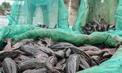 Ledakan Populasi Ikan Sapu-Sapu Jadi Alarm Pencemaran Sungai Ciliwung