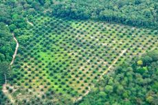 Kadal Raksasa Berkembang Pesat di Perkebunan Sawit Borneo