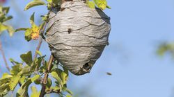 Pendaki Kritis Disengat Lebah 100 Kali, Dievakuasi Pakai Helikopter