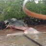 Bangkai Paus Sepanjang 12 Meter Terdampar di Kepulauan Aru