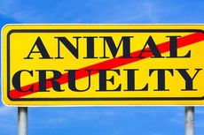 Saudi Pertimbangkan Hukum Berat Para Penyiksa Hewan