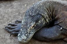 Peneliti Temukan Habitat Lain Komodo di NTT