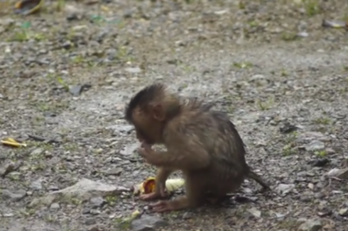 Prihatin Monyet Sering Mengemis di Jalan, Erwin Tanam Pohon Buah di Hutan