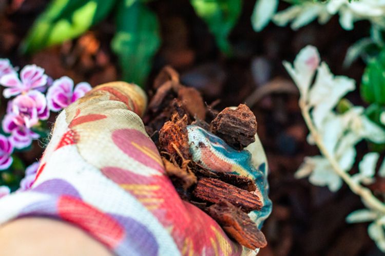 Ilustrasi memberikan mulsa organik pada tanaman.