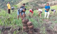 Porang yang Menghidupi Petani di Manggarai Timur