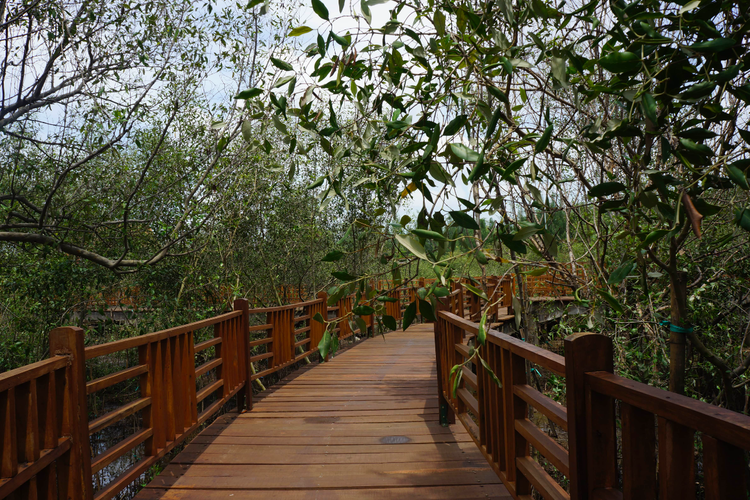 Kebun Raya Mangrove Surabaya merupakan kebun raya tematik mangrove yang pertama dan satu-satunya di Indonesia
