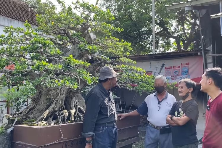 Bonsai seharga Jeep Rubicon dirawat di Kabupaten Sragen, Jawa Tengah