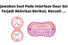 Jawaban Soal Pada Interfase Daur Sel Terjadi Aktivitas Berikut, Kecuali ....