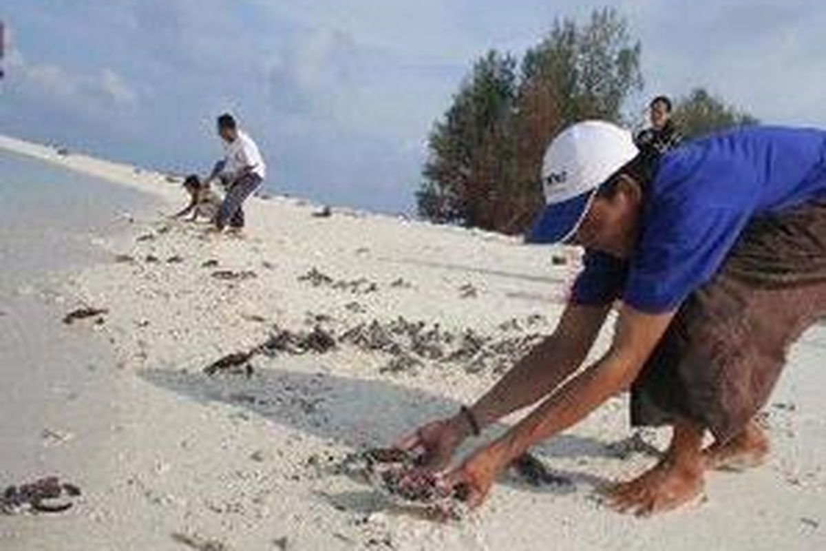 Warga Pulau Sebuku melepas tukik (anak kura-kura) di kepulauan Sambel Gelap, Sebuku, Kalsel.