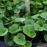 9 Obat Herbal Stroke yang Ampuh Bantu Kembalikan Fungsi Otak