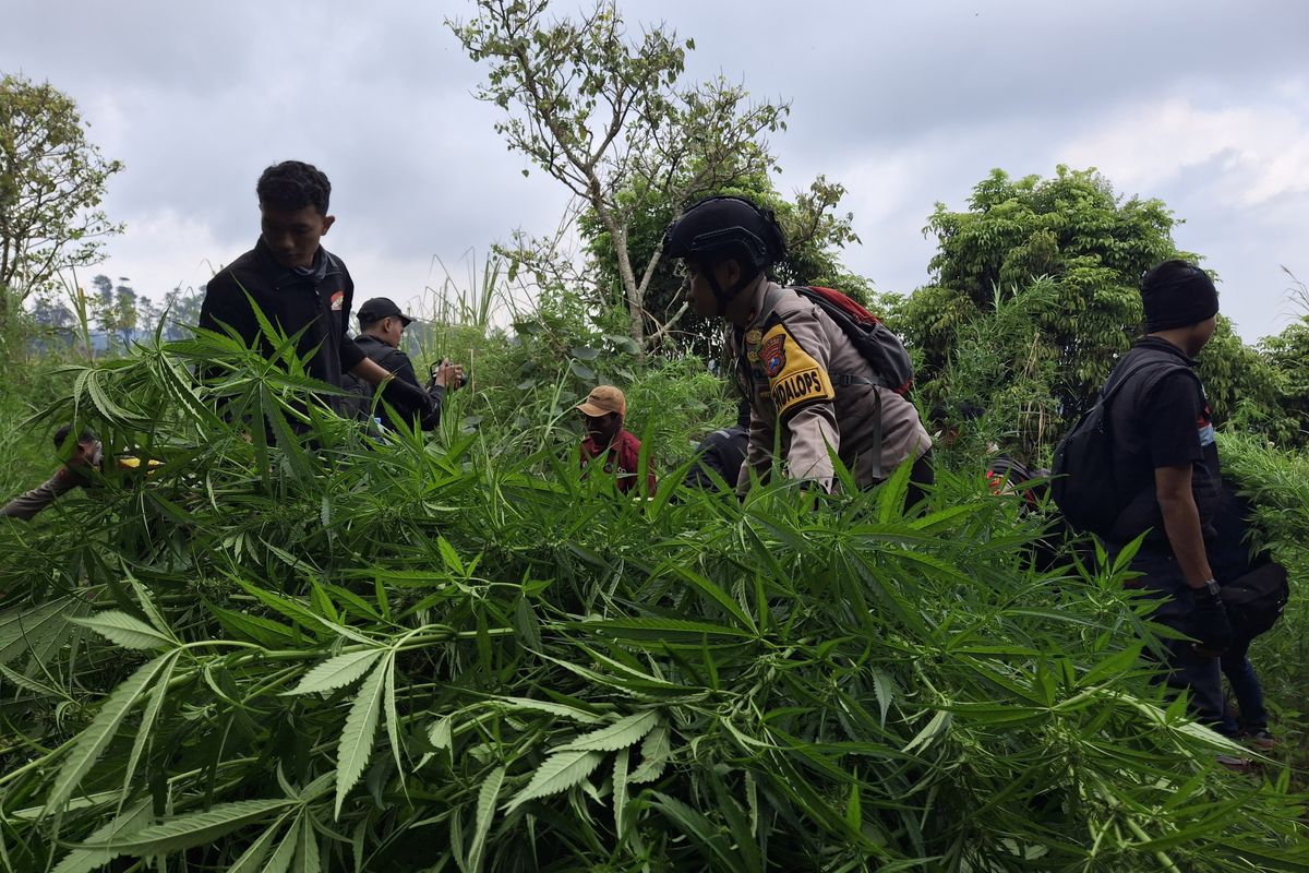 Polisi cabuti ladang ganja di lereng Gunung Semeru
