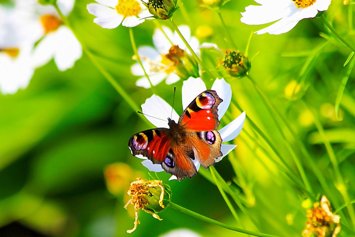 Ilustrasi kupu-kupu. Manfaat kupu-kupu dalam ekosistem sangat penting. Tak hanya sebagai serangga penyerbuk, kupu-kupu juga menjadi indikator lingkungan sehat dan digunakan peneliti untuk memantau perubahan iklim, serta sebagai pengendali hama dan mengurangi polusi udara.