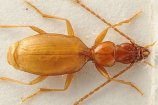 Apakah Nama Spesies seperti Kumbang Hitler Perlu Diganti?